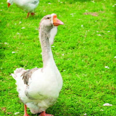 Practical Uses for Domesticated Geese